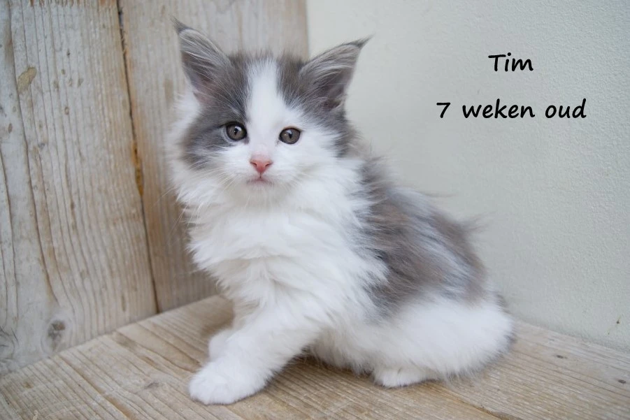 Tim